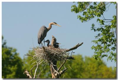 120-300 f/2.8 + 1.4x teleconverter