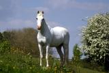 Sussex - Alost Unicorn ?