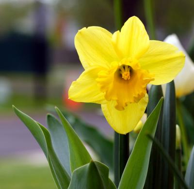 spring_flowers