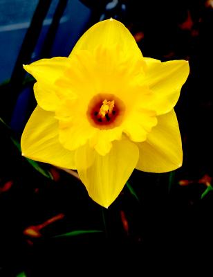spring_flowers