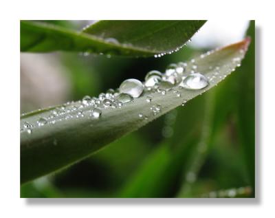 Droplets on leaf