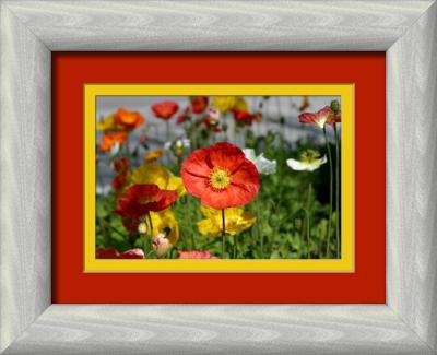 icelandic poppies-framed