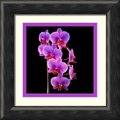 purple spotted bunch-framed