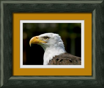 Bald eagle profile 1-framed