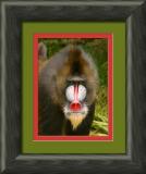 baboon 1-framed