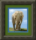 Elephant frontal mod 11X14-framed