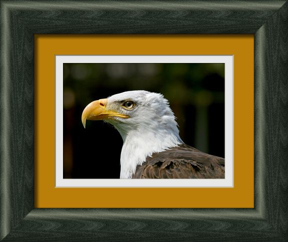 Bald eagle profile 1-framed