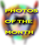 Photos of the Month