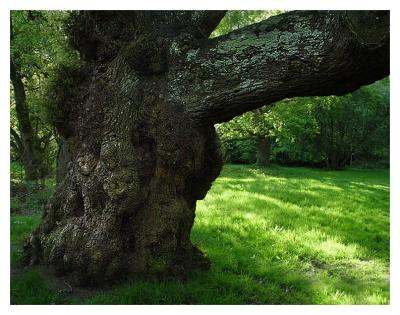 Ashtead Common Oak