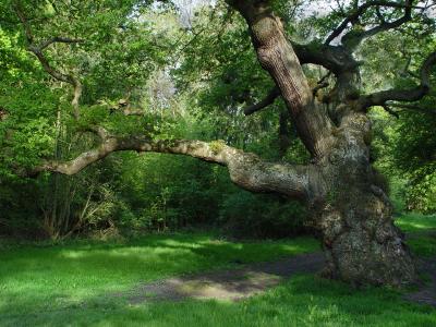 Ashtead Common Oak
