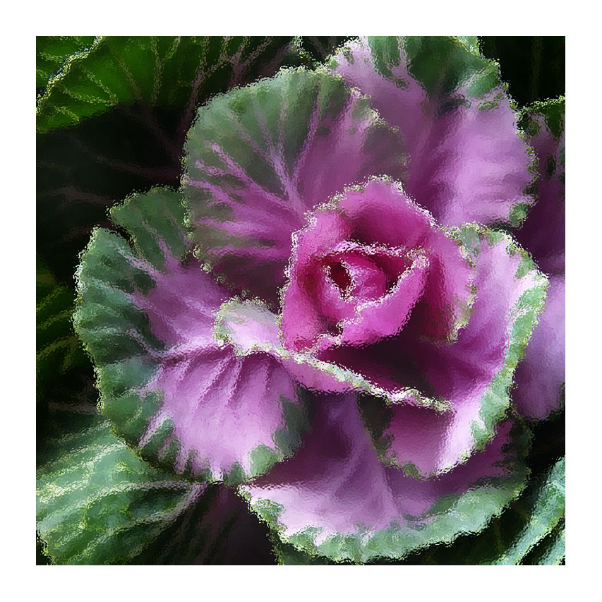 cabbage ripple.jpg