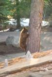 Black Bear Cub Climbing a Tree