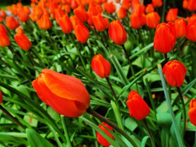 Crazy Tulips