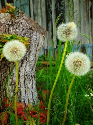 Three Dandelions