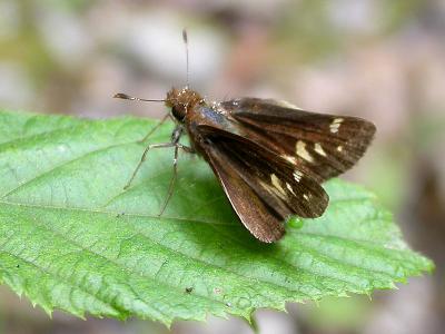 Zabulon Skipper, Female