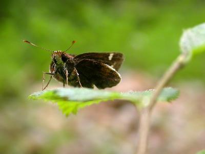 Zabulon Skipper
