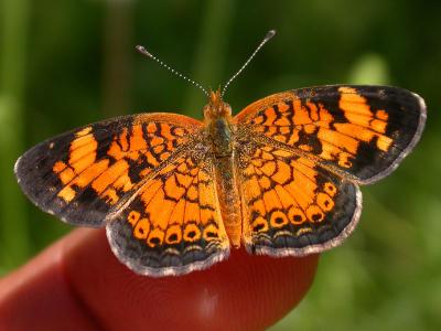 Fresh and Friendly Little Pearl Crescent