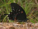 Spicebush Swallowtail