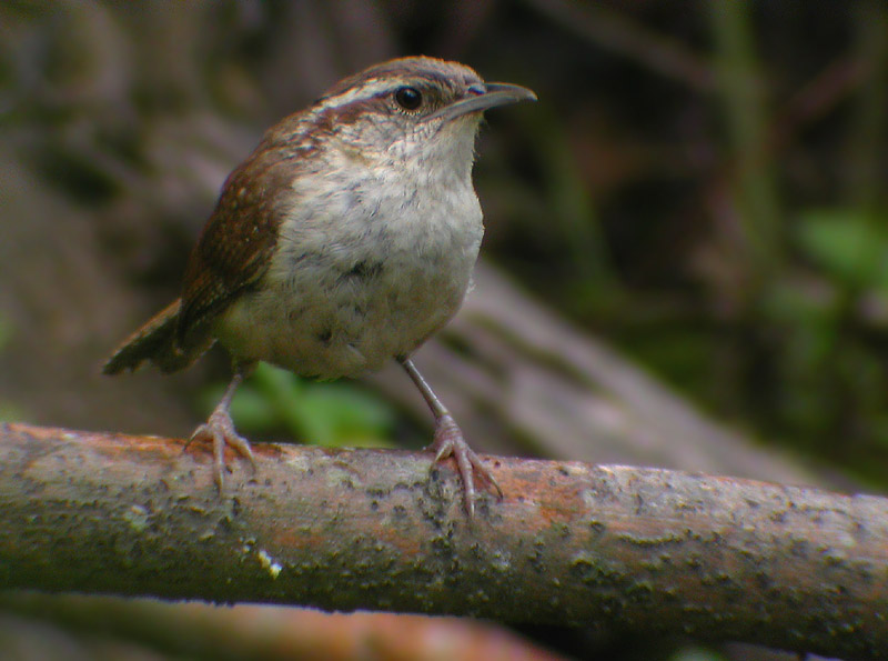 Carolina Wren