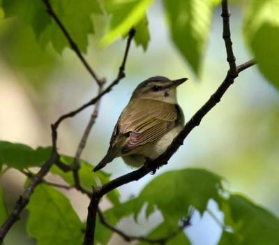 Red-eyed Vireo, Pawtuckaway SP, May