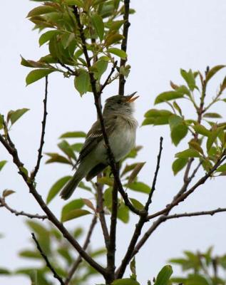 Willow Flycatcher, Parker River NWR, May