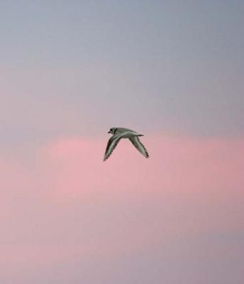 Piping Plover, Parker River NWR, May