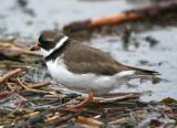 Semipalmated Plover, Rye Harbor SP, May