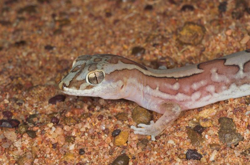 Box-patterned gecko <i>Diplodactylus steindachneri</i>, Moorinya 2005 (_DSC8366-01)
