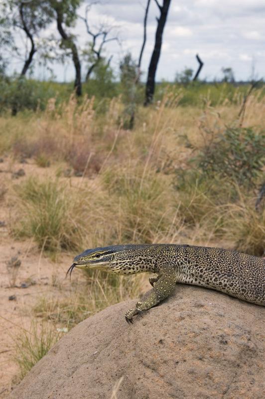 _DSC9131 reptile lizard tongue-flick goanna Varanus panoptes moorinya