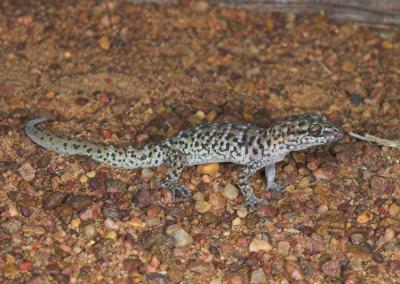 _DSC8267-01 Moorinya reptile gecko heteronotia binoei 2005