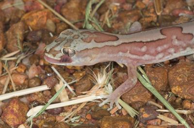 _DSC8368-01 Moorinya reptile gecko diplodactylus steindachneri 2005