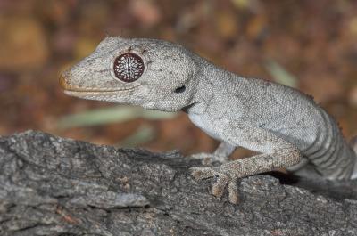 Eyelash gecko Strophurus (Diplodactylus) ciliaris, Moorinya 2005 (_DSC8380-01)