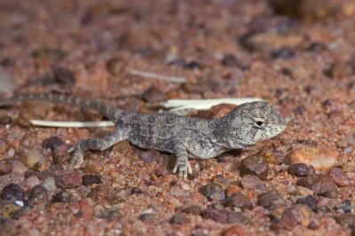 _DSC8627 reptile lizard dragon hatchling earless dragon tympanocryptis sp moorinya