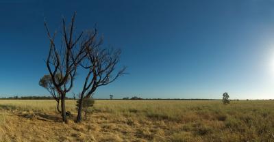 _DSC8741 mitchell grass and gidgee conv to panorama