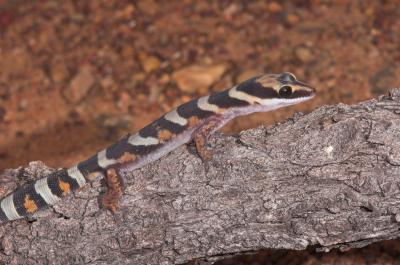 _DSC8907-01 Moorinya gecko Oedura castelnaui 2005