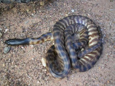 black headed python Aspidites melanocephalus
