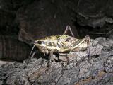 Early instar plague locust (IMGP2613)