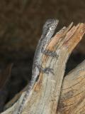 _DSC8274-01 Moorinya young bearded dragon amphbolurus barbatus 2005
