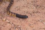 _DSC8656-01 Moorinya black headed python 2005