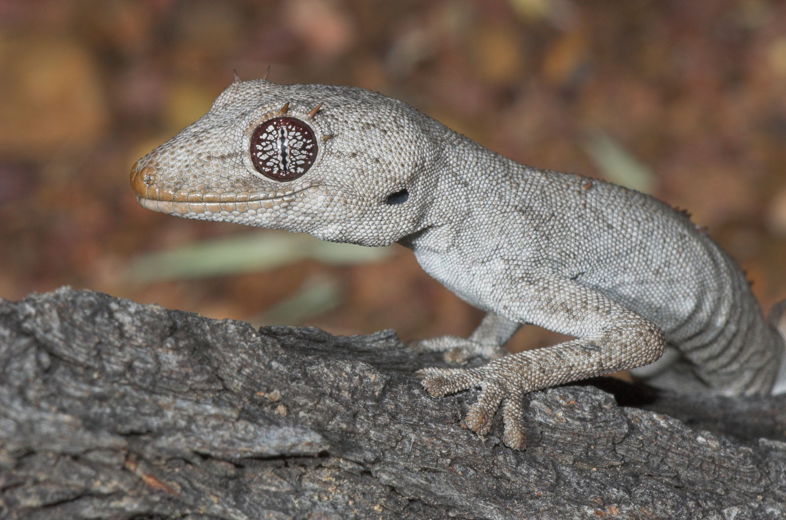 Eyelash gecko <i>Strophurus (Diplodactylus) ciliaris</i>, Moorinya 2005 (_DSC8380-01)