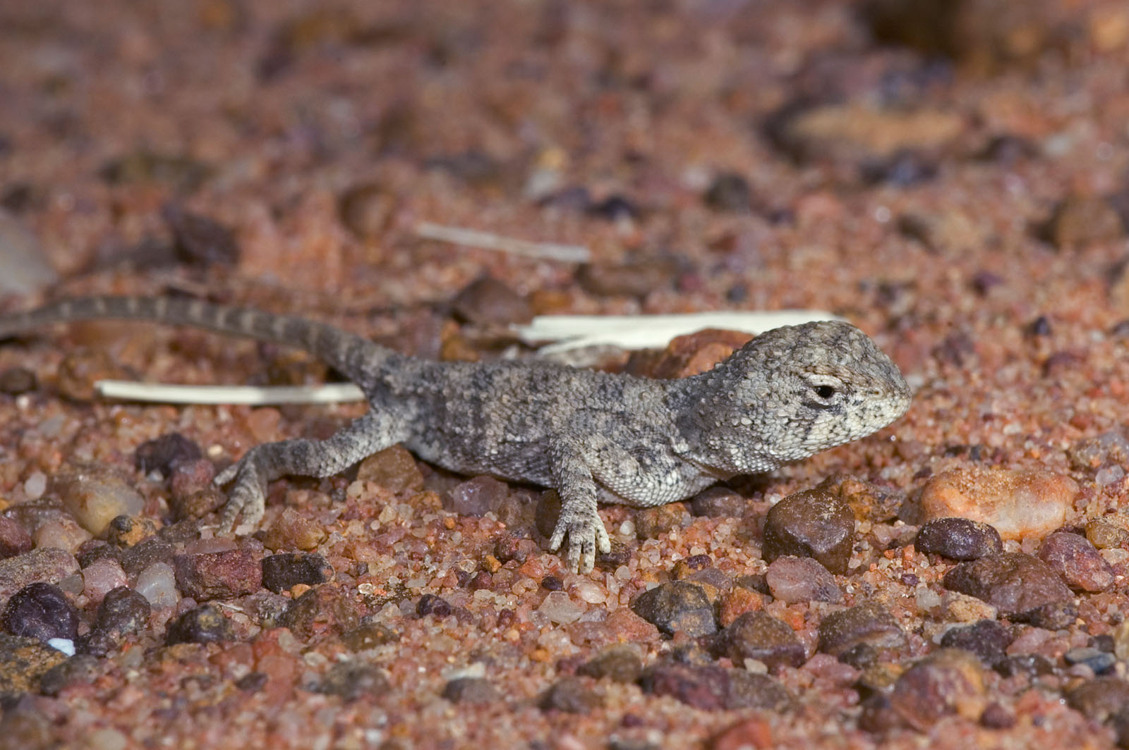 _DSC8627 reptile lizard dragon hatchling earless dragon tympanocryptis sp moorinya