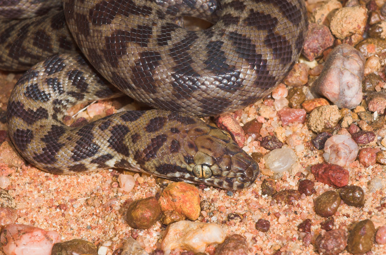 _DSC8925-01 Moorinya juvenile stimsons python 2005