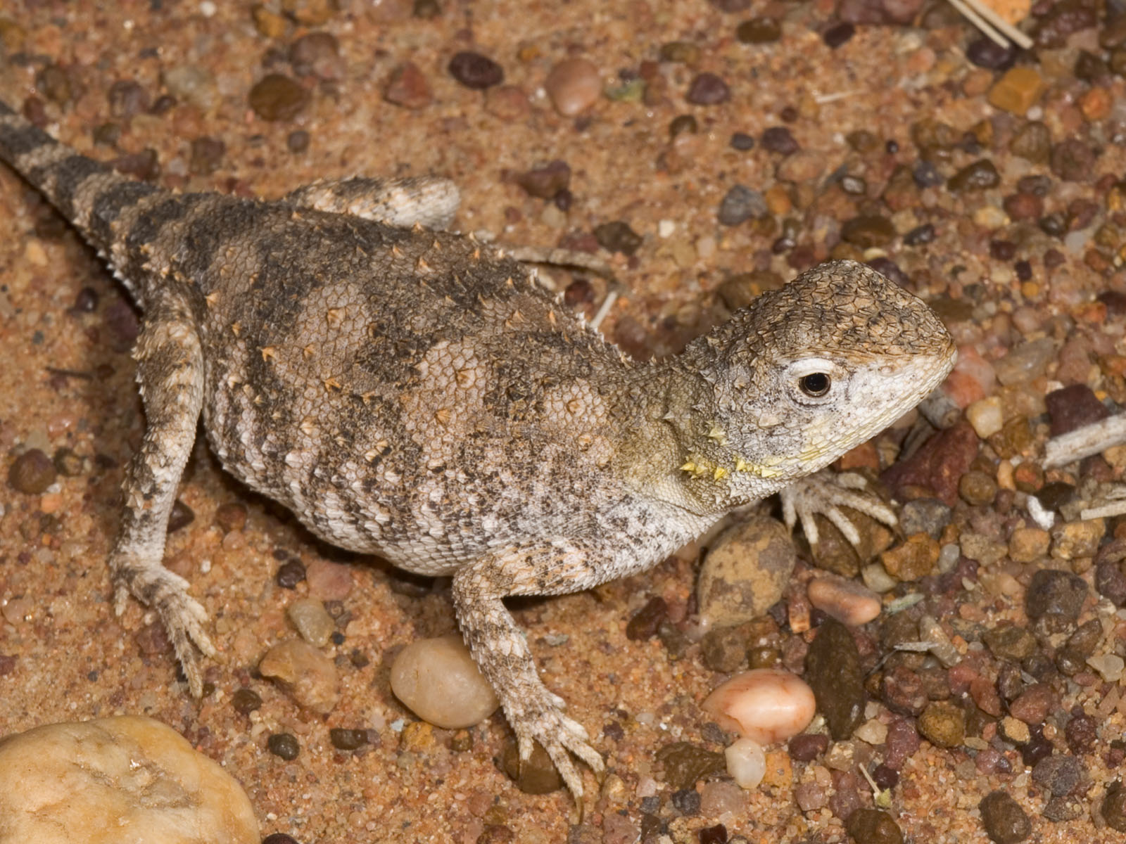 _DSC9075 reptile earless dragon tympanocryptis sp moorinya