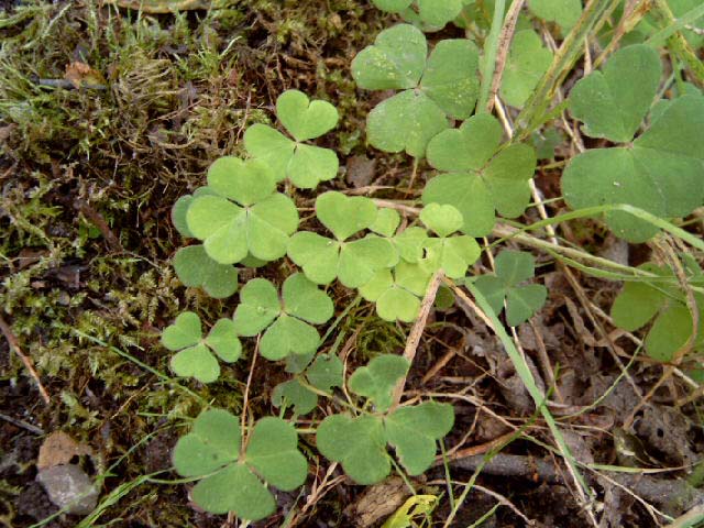 shamrock?