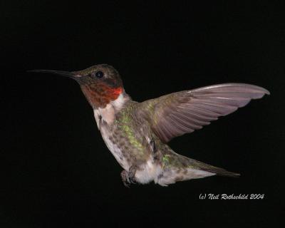 More Hummers