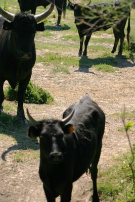 u26/nvuillemin/medium/43556516.Toros.jpg