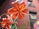 Tiger Lily