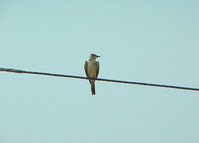 S-T Flycatcher - 7-24-04 first look.jpg