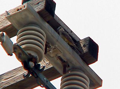 S-T Flycatcher 7-24-04 female checking young.jpg
