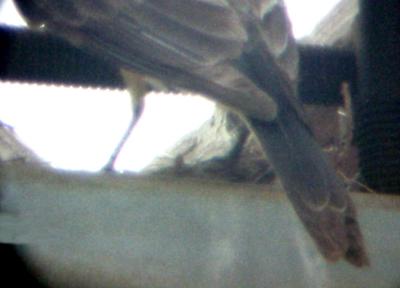 S-T Flycatcher 7-23-04 female tail.jpg